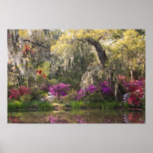 Poster USA, South Carolina, Charleston. Cypress Trees 2