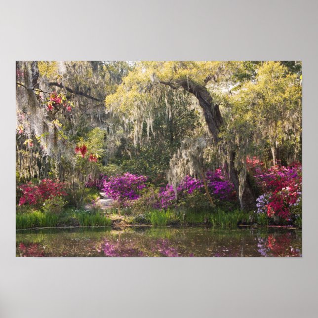 Poster USA, South Carolina, Charleston. Cypress Trees 2 (Frente)