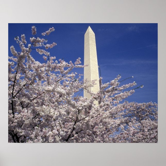 Pôster USA, Washington DC. Cherry Blossom Festival and (Frente)