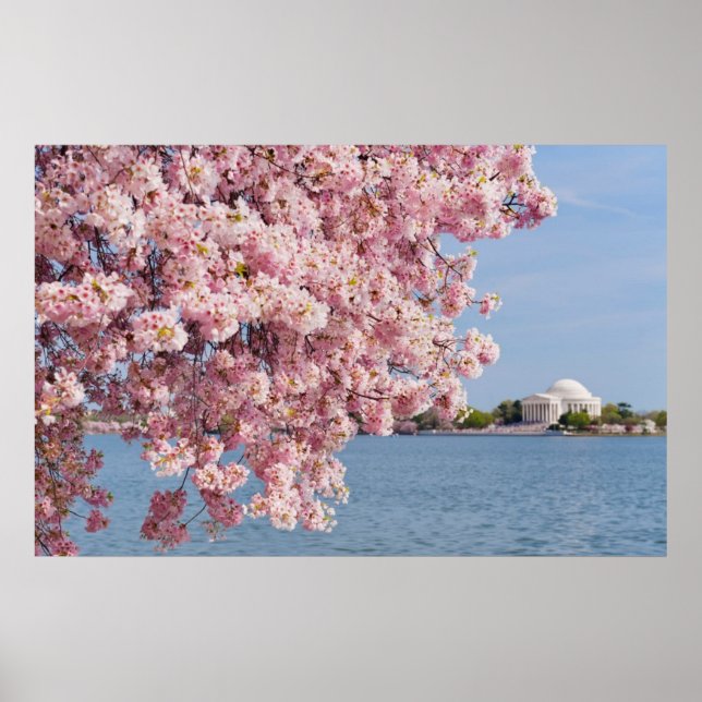 Pôster USA, Washington DC, Cherry tree (Frente)