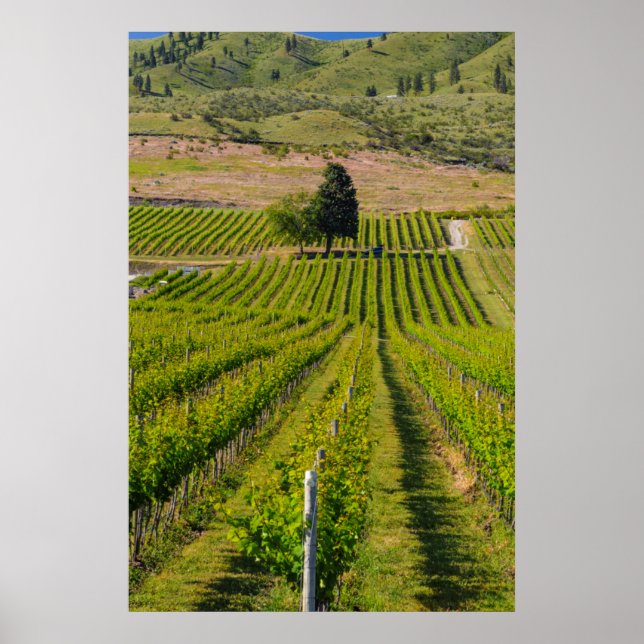 Pôster USA, Washington, Lake Chelan. Vineyard 2 (Frente)