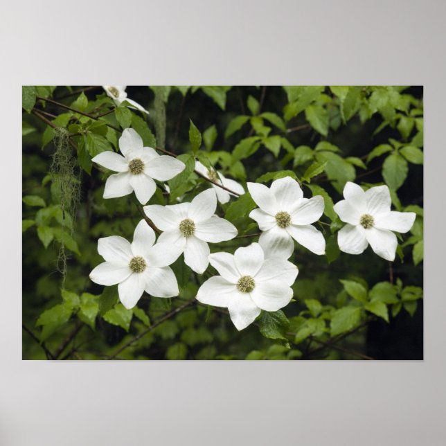 Poster USA, Washington, Pacific Dogwood, Cornus (Frente)