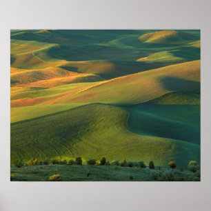 Pôster USA, Washington, Palouse, Whitman County