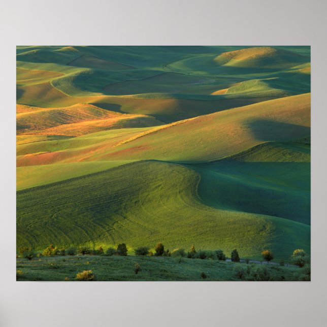 Pôster USA, Washington, Palouse, Whitman County (Frente)