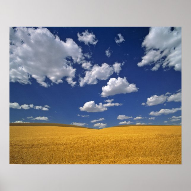 Pôster USA, Washington State, Colfax. Ripe barley meets (Frente)