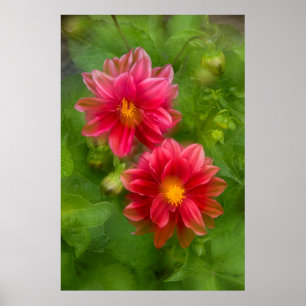 Poster USA, Washington, Whidbey Island. Dahlia montage