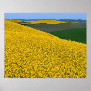 Poster USA, Washington, Whitman County, Palouse, Canola