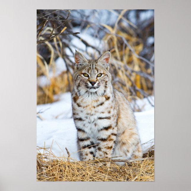 Poster USA, Wyoming, Portrait of Bobcat sitting (Frente)