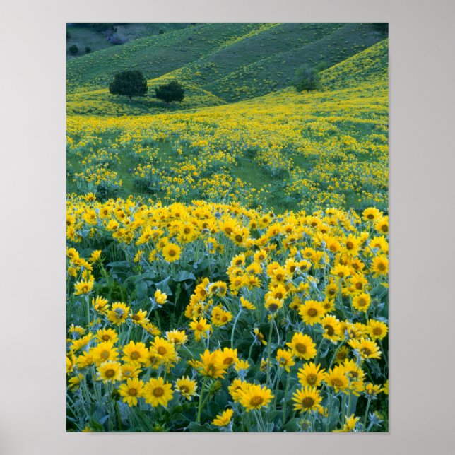 Poster UTAH. EUA. Arrofiraf balsamroot Balsamorhiza (Frente)