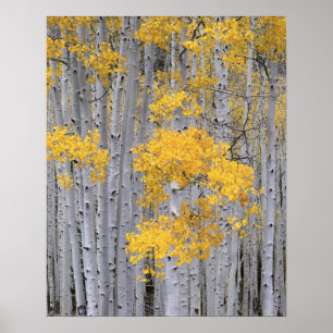Poster UTAH. EUA. Arvoredo de Aspen (Populus tremuloides)