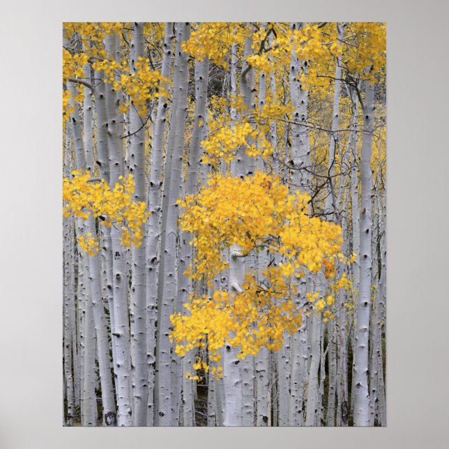 Poster UTAH. EUA. Arvoredo de Aspen (Populus tremuloides) (Frente)