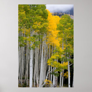 Poster Utah. EUA. Árvores Aspen (Populus Tremuloides)