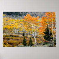 Utah, EUA. Árvores de Aspen e Matagais de Salgueir