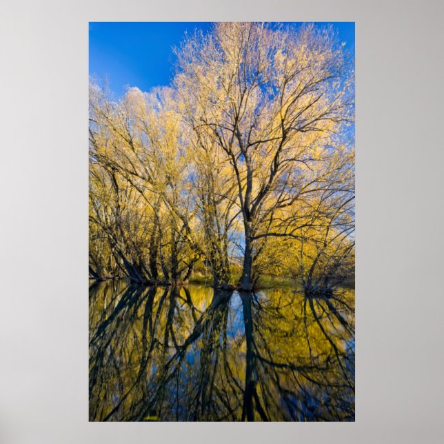 Poster Utah. EUA. Árvores Salgueiro-Folha-De-Pêssego (Frente)