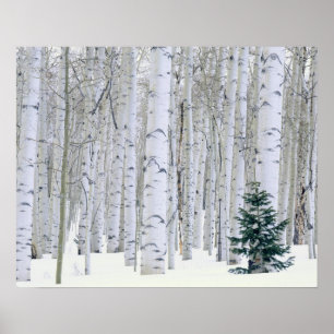 Poster UTAH. EUA. Aspen (Populus tremuloides) & Douglas