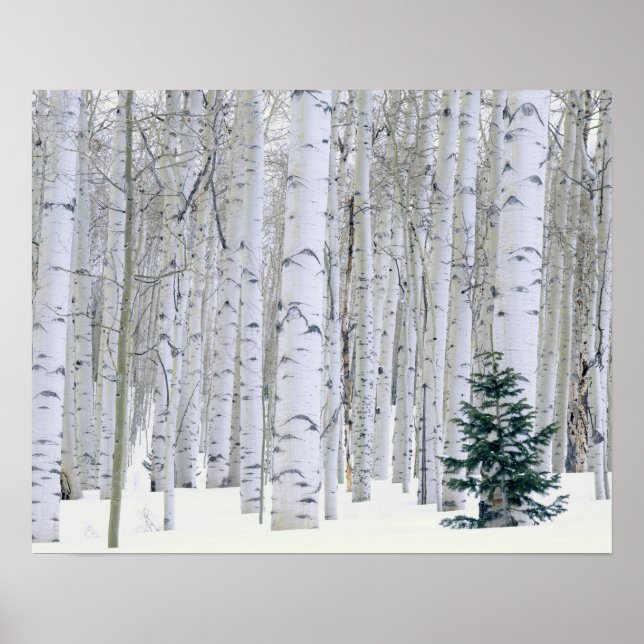 Poster UTAH. EUA. Aspen (Populus tremuloides) e Douglas (Frente)