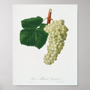 Poster Uva Branca (Vitis vinifera genuensis)