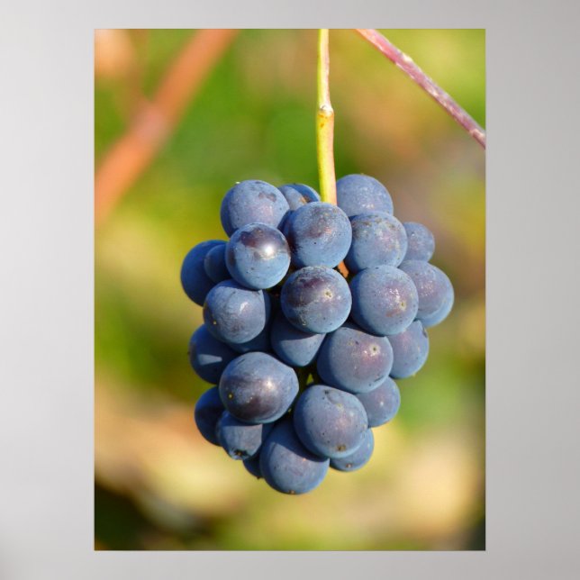 Pôster Uvas (Frente)