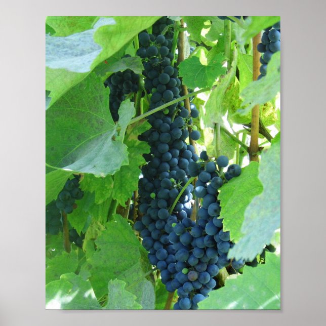 Poster Uvas Azuis (Frente)