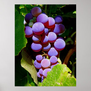 Pôster Uvas de concórdia de Idaho