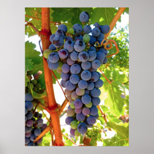 Poster Uvas de concórdia de Idaho