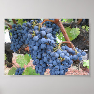 Poster Uvas de Napa Valley