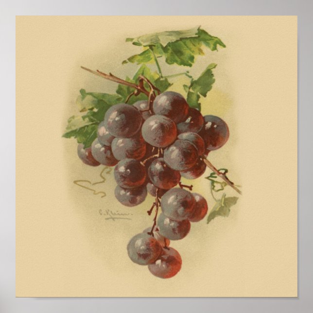 Poster Uvas de vindima (Frente)