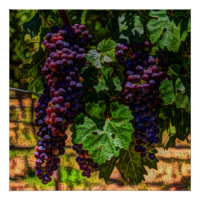 Uvas de vinhas de vinhas de vinha ensolaradas de v