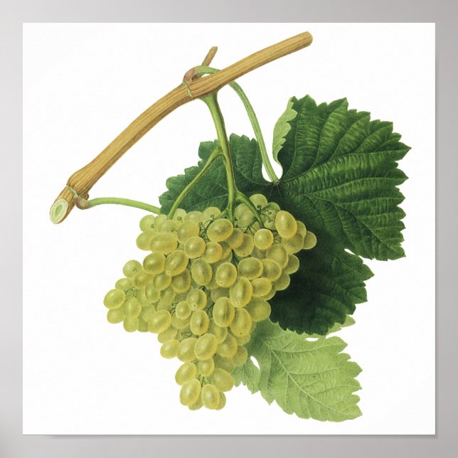 Poster Uvas de vinho branco na vinha, Fruta de Comida de  (Frente)