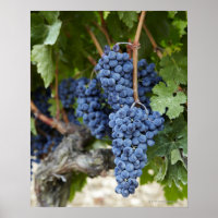 Uvas de vinho tinto na vinha