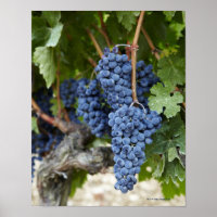 Uvas de vinho tinto na vinha