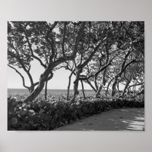 Poster Uvas do Mar de Fotografia em Preto e Branco