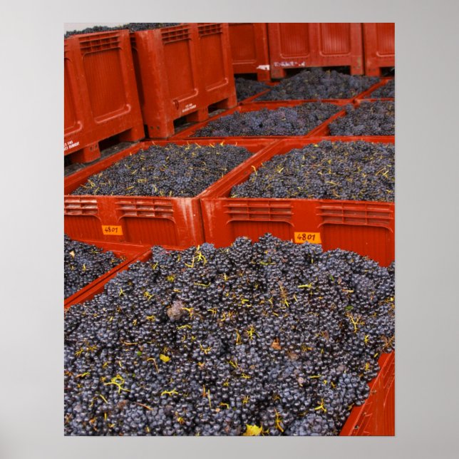 Pôster Uvas Gamay recém-chegadas da colheita na (Frente)