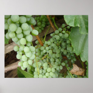 Pôster Uvas na videira