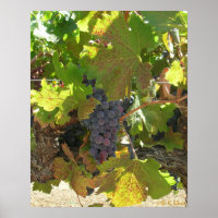Poster - Uvas na vinha