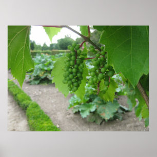 Pôster Uvas no palácio de Versalhes