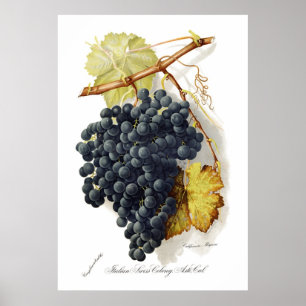 Pôster Uvas para vinho de CA do Mignon de Bosqui