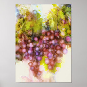 Poster uvas roxas, pintura aquosa