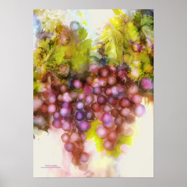 Poster uvas roxas, pintura aquosa (Frente)
