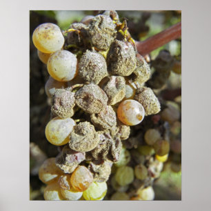 Poster Uvas Semillon com podridão nobre no momento da col