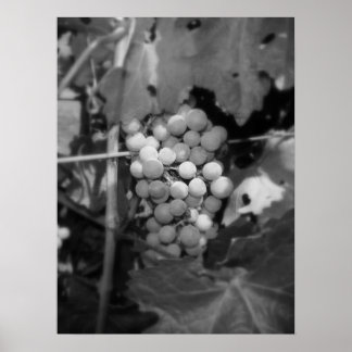 Pôster Uvas Sonoma