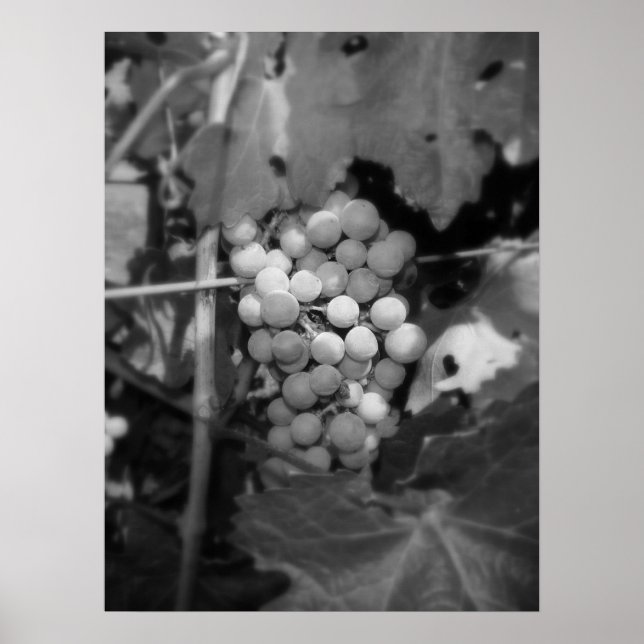 Pôster Uvas Sonoma (Frente)