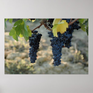 Poster Uvas Tuscan