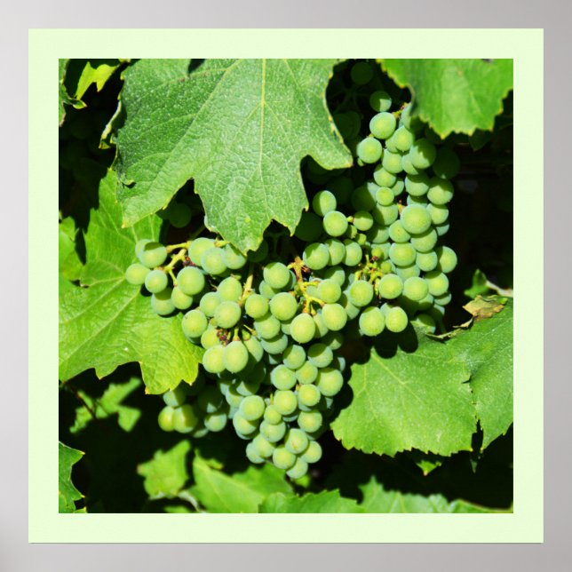 Pôster Uvas verdes na vinha (Frente)