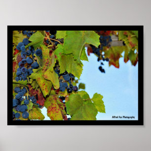 Poster Uvas Vermelhas Céu Azul