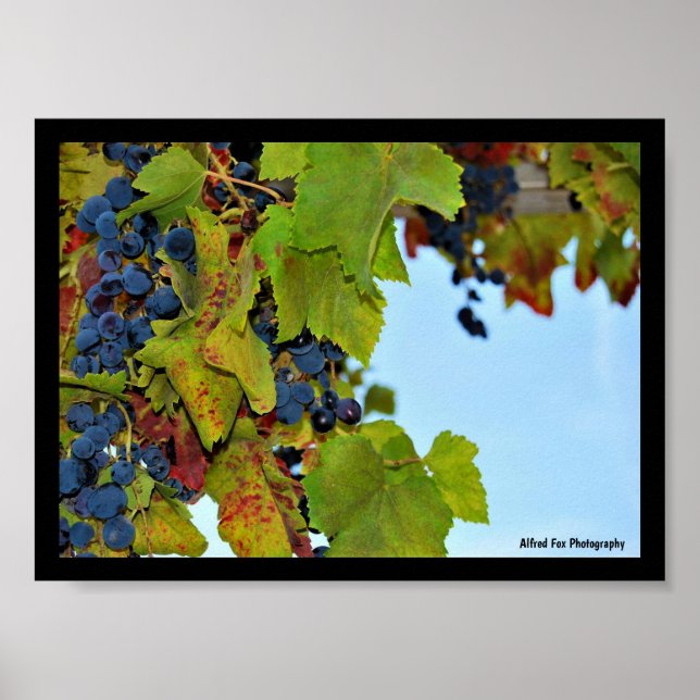 Poster Uvas Vermelhas Céu Azul (Frente)
