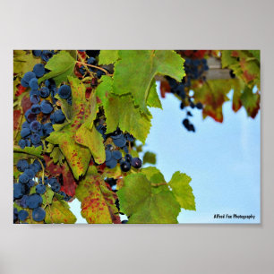 Poster Uvas Vermelhas Céu Azul