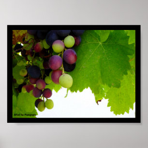Poster Uvas Vermelhas na Videira