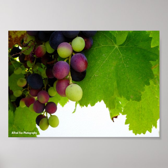Poster Uvas Vermelhas na Videira (Frente)