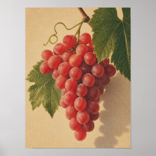 Poster uvas vermelhas natureza-morta vintage